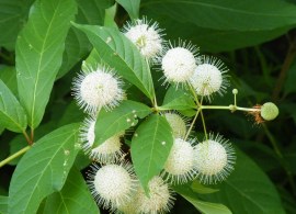 buttonbush_istock_60990642_large