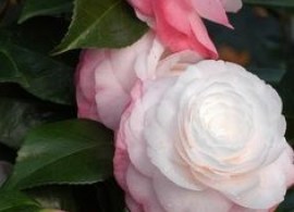 c7c550b659e00adf65d2ccddea116e06--camellia-japonica-woodland-garden