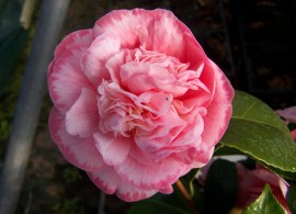 camellia-martgaret-davis-picotee