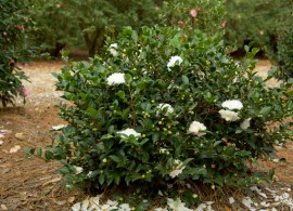 camellia_white_shi_shi_habit_x21a4391_900x600px4