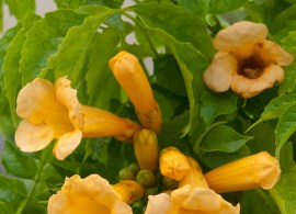 campsis-radicans-f.-flava