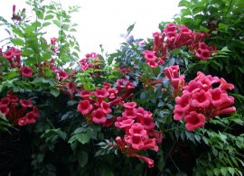 campsis_1