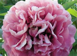 caroline-constabel10