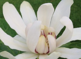 cave_0_calycanthus_venus.1491338757