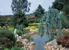 cedrus-atlantica-glauca-pendula-pinaceae-zeder-1