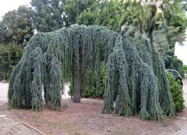 cedrus-libani-glauca-pendula