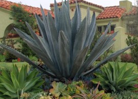 century-plant-agave-americana