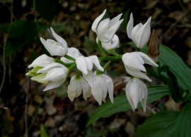 cephalanthera-longifolia-p3290437