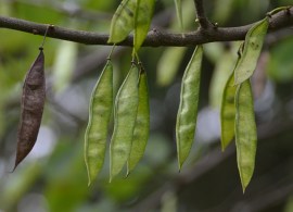 cercis-canadensis-alba-fruit-2