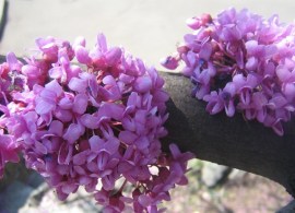 cercis-canadensis-forest-pansy-bloesem-close-up