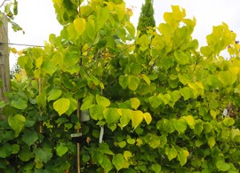 cercis-canadensis-hearts-of-gold-feathered-175-200cm-18l-5262-2