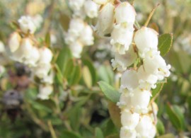 chamaedaphne-calyculata-white-bells-3-new