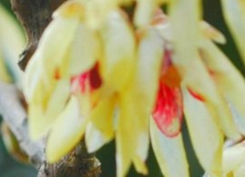chimonanthus-praecox