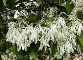 chionanthus_retusus_3_800x