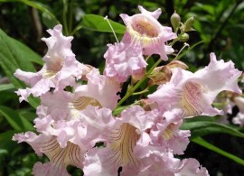 chitalpa-tashkentensis-summer-bells
