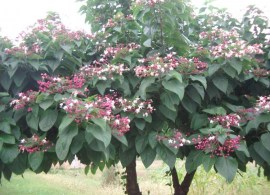 clerodendrum-trichotomum
