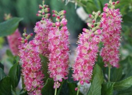 clethra_alni_pink_spire2_big11