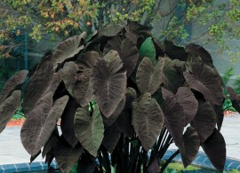 colocasia-black-magic-49661_1