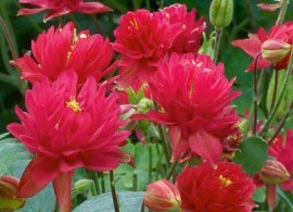columbine-clementine-red