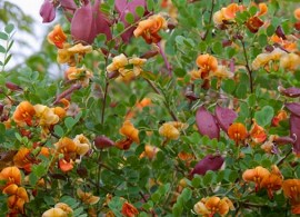 colutea_x_media_copper_beauty_1212_3_s
