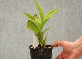 cypripedium-aki-sabot-de-venus-hybride-pot-de-1l-1-5l-209541-tp89