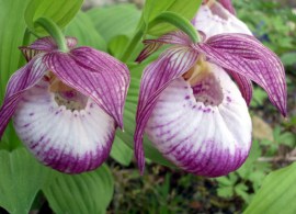 cypripedium-sabine-09_1