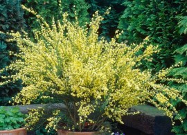 cytisus-praecox-allgold_750x750