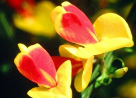 cytisus-scoparius-andreanus-splendens-3_720x600