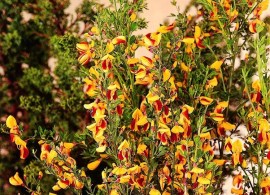 cytisus-scoparius-andreanus-splendens-7670
