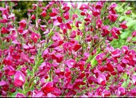 cytisus-scoparius-boskoo_139787