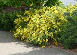 cytisus_scoparius_golden_sunlight_gelber_ginster_schmuckginster_immergruen_edelginster_zierstrauch_fruehblueher_geissklee