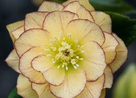 dble-yellow-pic