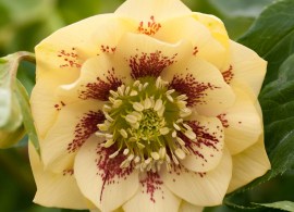 dble-yellow-spotted
