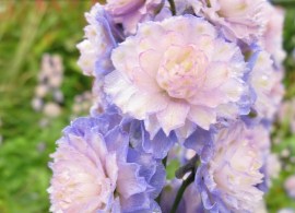 delphinium-bolero-3