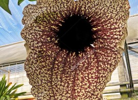 depositphotos_316323130-stock-photo-brazilian-dutchman-pipe-aristolochia-gigantea