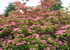 dogwood_rosy_teacups_350_large
