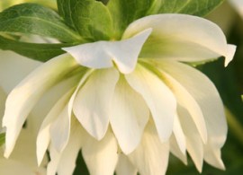 double_white