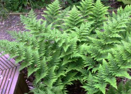 dryopteris-crispa-whiteside-3