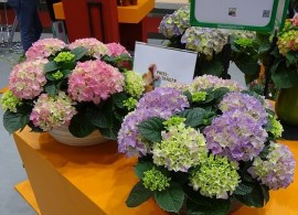 dsc06567_m3