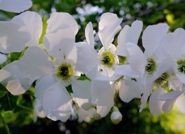dscf1256exochordakorolkowii