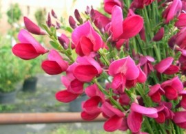 edelginster-boskoop-ruby-cytisus-scoparius-boskoop-ruby-cytisus-scoparius-boskoop-ruby58d3a81e99bdd