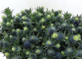 eryngium-(thistle)-supernova-wholesale-3