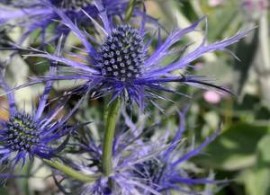 eryngium-big-blue11