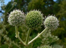 eryngium_paniculatum_3