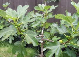 ficus-carica-little-ruby-fig-tree-1
