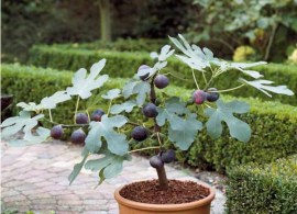 ficus-carica_inzhir_figovoe_derevo_smokovnitsa3
