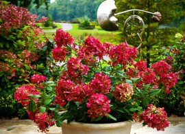 firelight-hydrangea-3