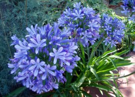 flowers-bright-blooms-blossoms-petals-nice-colors-nature-delicate-bouquet-blue-bud-tenderness-flower-wallpaper-desktop