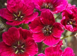 geranium-cin.-jolly-jewel-purple