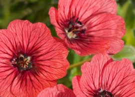 geranium-jolly-jewel-salmon-noma-close-up-flowers